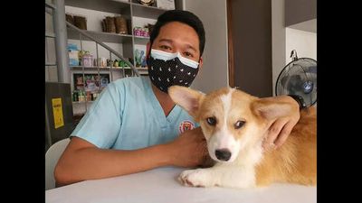 The Rapid Rise of Pet Therapy in Urban Indian Cities and Its Growing Impact on Mental Health