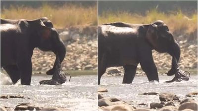 This mother elephant carried her dead calf for 60 days and the internet can’t cope