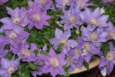 The beauty of dwarf clematis for the smaller garden