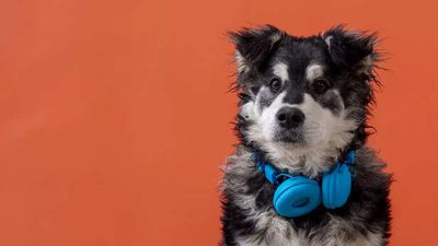 How Pet Podcasts And YouTube Channels Are Inspiring Owners