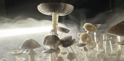 Magic mushroom-infused products appear in Colorado gas stations – what public health officials want consumers to know