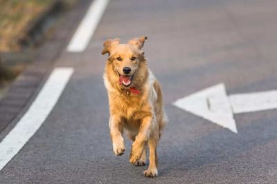 Keep The Tail Wagging: Fun And Loving Ways To Manage Your Pet’s Weight