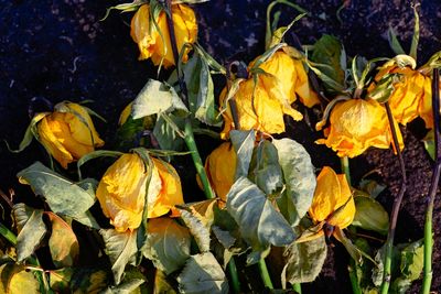 How to Revive Dying Perennials