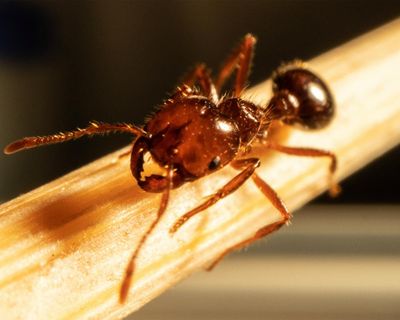 ‘Brisbane is getting a taste of it’: fire ants at New Farm shows invasive species is on the march – and an outbreak may follow
