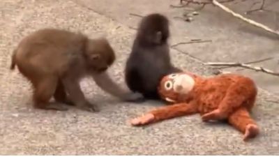 Punch the Monkey Finds Love at Japanese Zoo, Cuddling and Kissing Female Macaque Named Momo-Chan