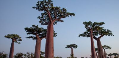 Tourist visits to Madagascar help conserve some forests, but others suffer: study suggests what to do