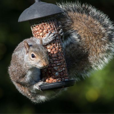 5 ways to stop squirrels from digging up your potted plants – smart and humane ways to stop them destroying your bulb displays