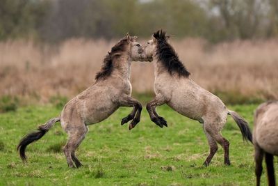 Stallions engage in horse play during nature reserve sparring