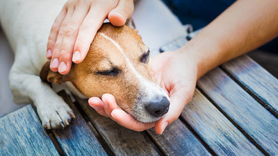 How Pets Sense Our Emotions Before We Even Speak