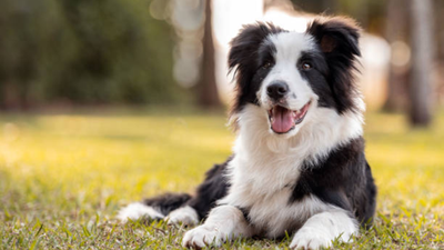 Border Collies as Family Pets: Are We Underestimating Their Mental Needs?