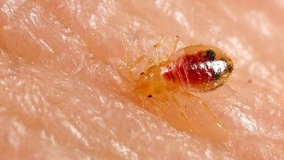 Bedbug chaos sweeps multiple states, with a travel insider revealing the shocking reason why you might bring them home