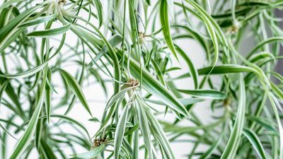 What to Do With a Spider Plant in March to Guarantee Vibrant Leaves and Lush Growth All Spring