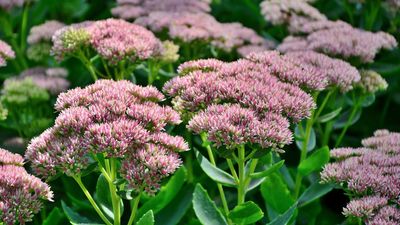 Forget weed killer — these 5 ground cover plants do the hard work for you