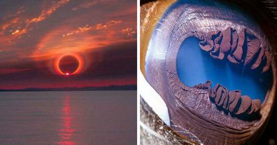 “Strange Earth”: 70 Things In Our World That Are Borderline Unbelievable (New Pics)