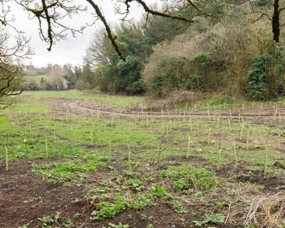 Country diary: Return to ‘bitey horse field’ – this time with a plan