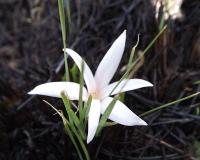 Plantwatch: the Natal crocus co-opts fire, bees and ants to reproduce
