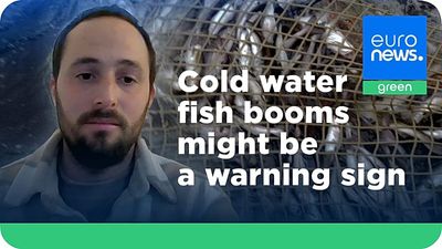 Marine heatwaves create ‘winners and losers’ - but rising fish numbers aren’t always good news