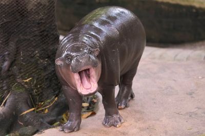 Man arrested after climbing into pygmy hippo Moo Deng's enclosure at Thai zoo
