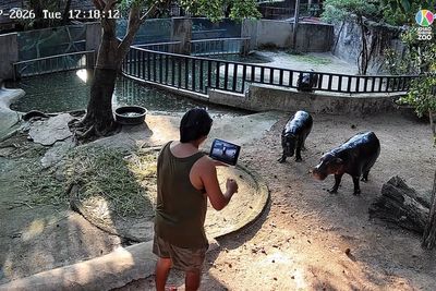 Moo Deng: Man arrested after climbing into pygmy hippo enclosure at zoo