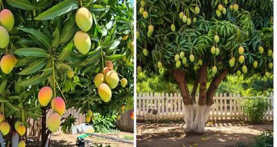 Skip the Market: ‘Rent’ a Mango Tree and Get 90kg of Mangoes