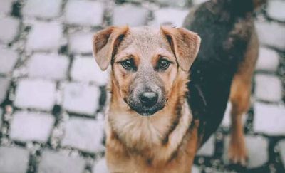 Adopt, Don’t Shop: Why Adoption Matters