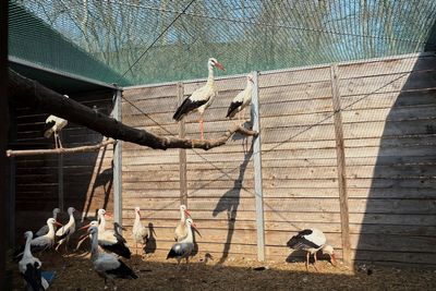 Emergency room for injured wild birds opens at Warsaw Zoo in Poland