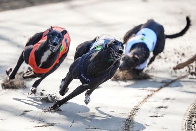 Holyrood to vote on ending greyhound racing a day after Wales passes ban