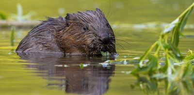 Beavers can turn streams into carbon stores – we measured how much