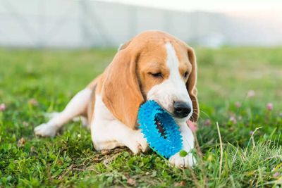 Canine Cognitive Games: Boosting Your Dog’s Brainpower