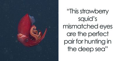 30 Strange And Beautiful Deep-Sea Animals MBARI Researchers Have Discovered