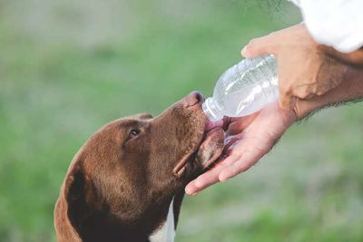 Hydration Hacks For Pets During Indian Summers