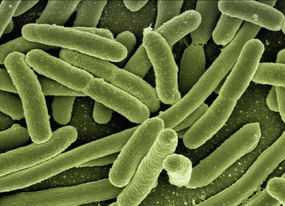 New Gut Bacteria Longevity Research Reveals Hidden Microbes Behind a Longer, Healthier Life