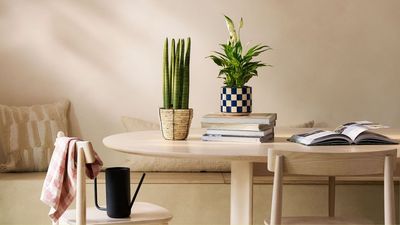 "Every Spring, I Do a 'Houseplant Audit' to Declutter My 200+ Collection" — 3 Tips to Identify What to Keep, and How to Tell if a Plant Is Beyond Saving