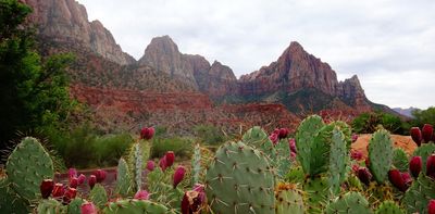 Cacti may help explain a centuries-old mystery of evolution