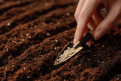 Why Some Seeds Don’t Germinate