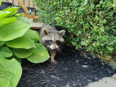 How to Keep Raccoons Away Without Fencing
