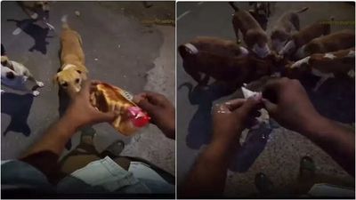 Woman orders food for street dogs through delivery app, netizens call it a humanitarian act