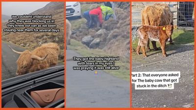 ‘They came for help’: Highland cows seek out campers to rescue her baby that’s trapped in ditch