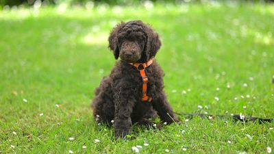 Iran war forces couple into a desperate flight with their dog, but their real nightmare began on the road