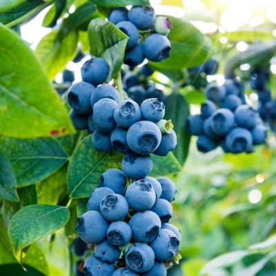 This is the time to plant blueberries for the best harvests this summer – don't wait or you'll miss out on punnets of juicy fruit