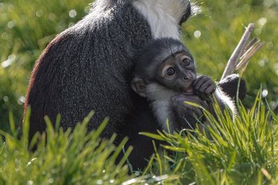 Endangered monkey gives birth after pioneering operation to save foot