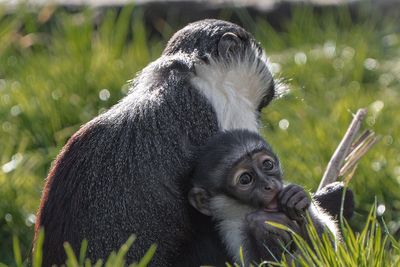 Endangered monkey gives birth months after foot was saved from amputation
