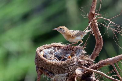 Bird Nesting Cycle: Nature's Most Beautiful Phase