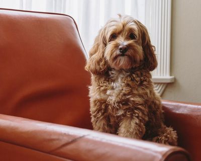 Crossbreed dogs show more behavioural problems than pure breeds, study suggests