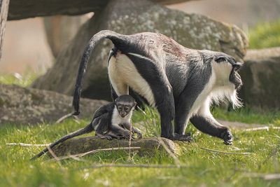 Endangered monkey welcomes baby after pioneering surgery