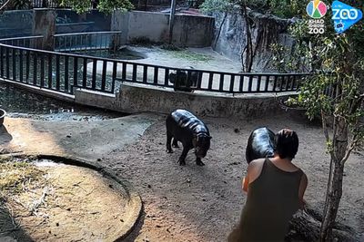 Intruder into Moo Deng's enclosure arrested