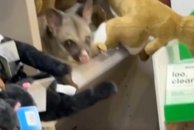 Real possum shocks staff after hiding amid toy animals in Australian airport gift shop