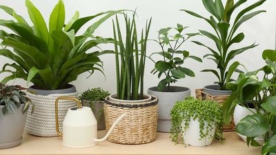 These Grow Poles Are the Most Stylish Way to Support Houseplants – They're the Accessory I Didn't Know I Needed