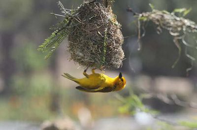 Spring Season and Nesting Time: A Sensitive Period For Birds