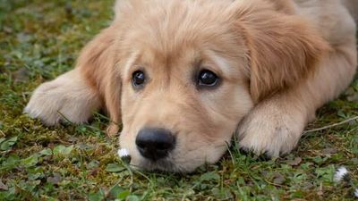 Top 10 behaviors that show your dog is trying to convey something to you